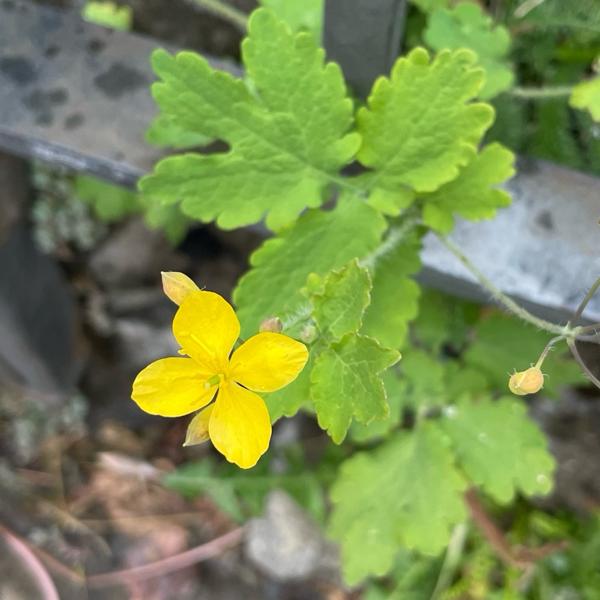 <h3><a href="/trips/ebro/biota/plantae/tracheophyta/magnoliopsida/ranunculales/papaveraceae/chelidonium majus/chelidonium majus-nl.html">Chelidonium&nbsp;majus</a> / Greater&nbsp;celandine / Stinkende&nbsp;gouwe</h3><p>waarneming.nl: goedgekeurd (met bewijs).</p>